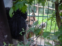 Hanka + der Luchs